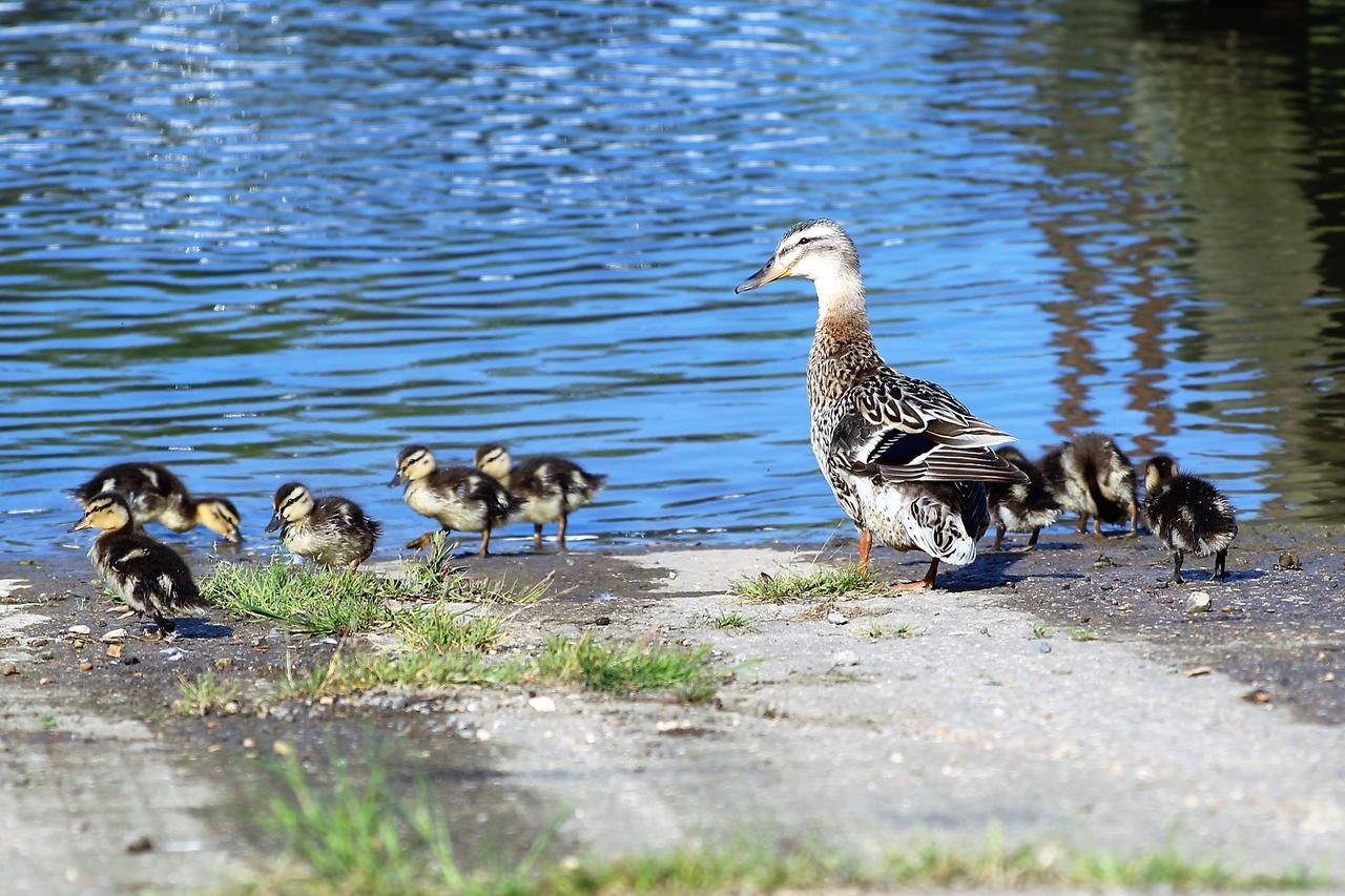דירות Dogdyke Waterside Escapes מראה חיצוני תמונה